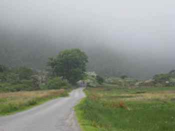 Ash Tree in Gap of Dunloe