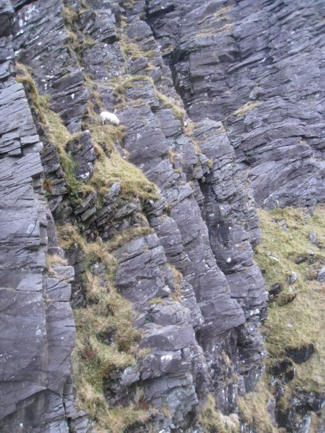 Sheep on cliff