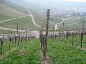 Vineyards on the Wuttemberg (Stuttgart)