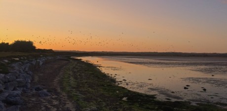 20140814 - Ballymacoda Birds