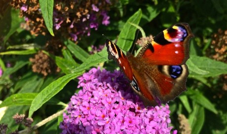 20140814 - Peacock Butterfly