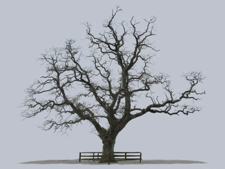Oak Tree, Castlemartyr