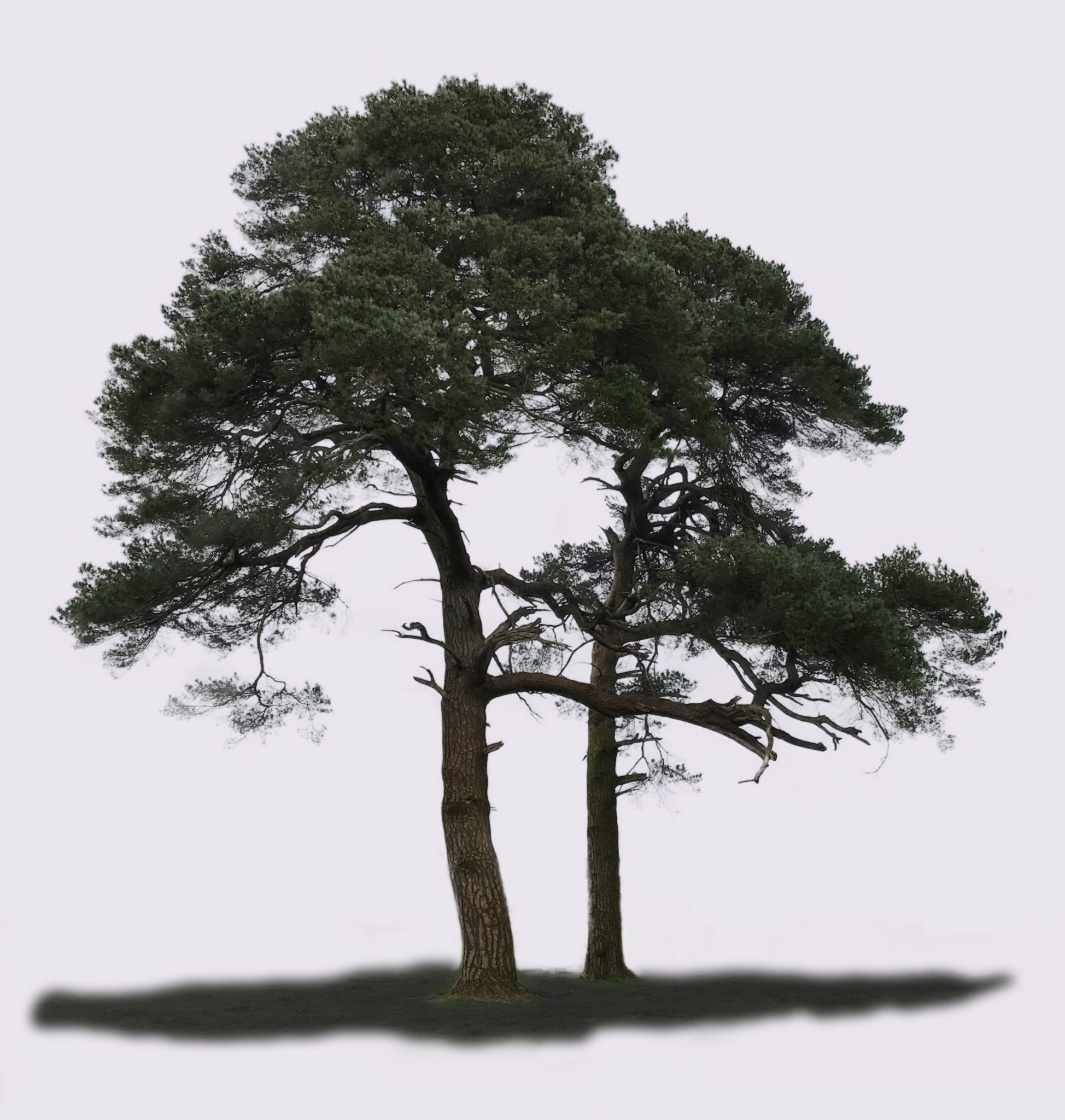 Pine Trees, Castlemartyr Resort