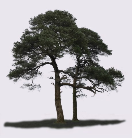 Pine Trees, Castlemartyr Resort